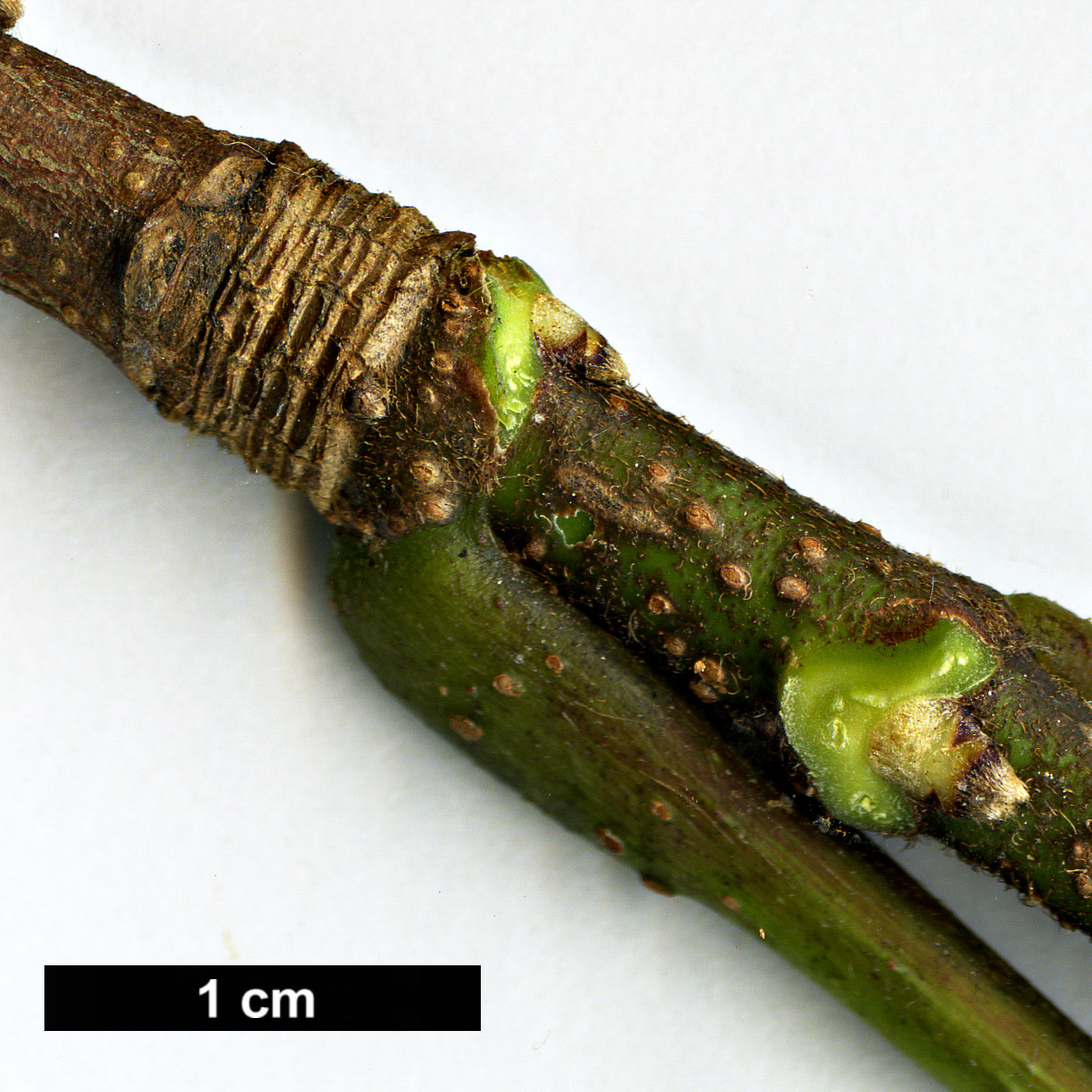High resolution image: Family: Sapindaceae - Genus: Acer - Taxon: sterculiaceum - SpeciesSub: subsp. sterculiaceum